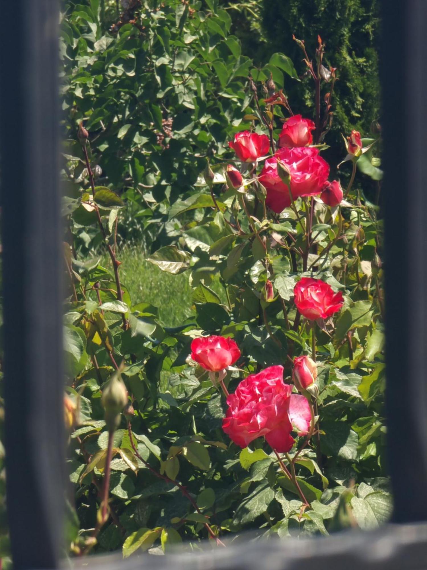 Casa Cu Trandafiri Murighiol Zewnętrze zdjęcie